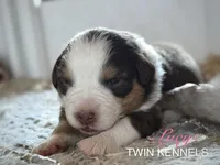 Lucy, a female Australian Shepherd for sale in Pageland, SC – Photo 4 of 5