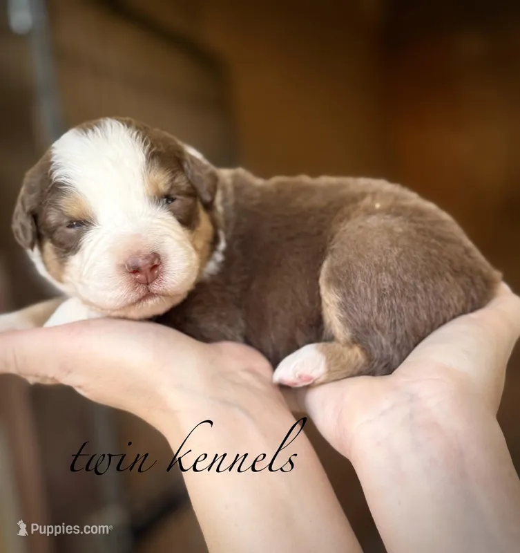 Lucy – Australian Shepherd puppy for sale in Pageland, SC