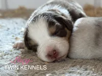 Lucy, a female Australian Shepherd for sale in Pageland, SC – Photo 3 of 5