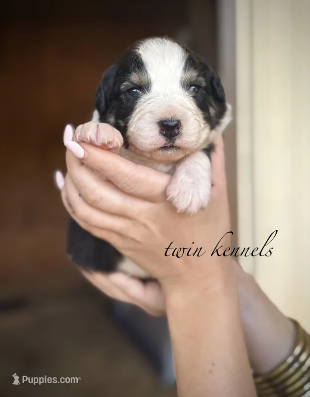 Jetta – Australian Shepherd puppy for sale in Pageland, SC