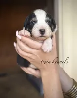 Jetta, a female Australian Shepherd for sale in Pageland, SC – Photo 1 of 4