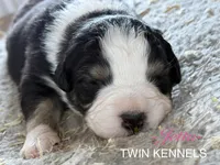 Jetta, a female Australian Shepherd for sale in Pageland, SC – Photo 2 of 4