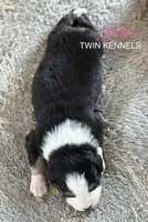 Jetta, a female Australian Shepherd for sale in Pageland, SC – Photo 3 of 4