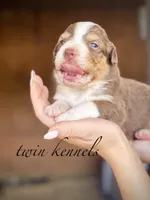 Luna, a female Australian Shepherd for sale in Pageland, SC – Photo 2 of 5