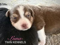 Luna, a female Australian Shepherd for sale in Pageland, SC – Photo 4 of 5