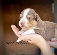 Luna, a female Australian Shepherd for sale in Pageland, SC – Photo 1 of 5
