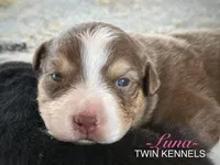 Luna, a female Australian Shepherd for sale in Pageland, SC – Photo 3 of 5