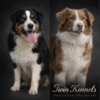 Sylvia , a female Australian Shepherd for sale in Pageland, SC – Photo 4 of 4