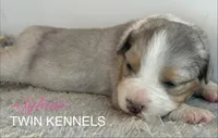 Sylvia , a female Australian Shepherd for sale in Pageland, SC – Photo 3 of 4
