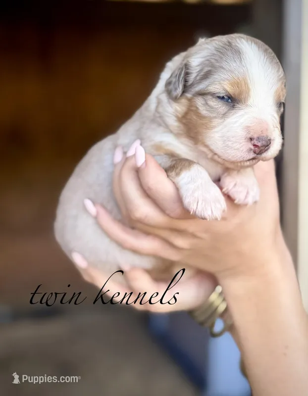 Sylvia , a female Australian Shepherd for sale in Pageland, SC – Photo 1 of 4