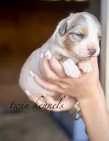 Sylvia , a female Australian Shepherd for sale in Pageland, SC – Photo 1 of 4