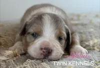 Sylvia , a female Australian Shepherd for sale in Pageland, SC – Photo 2 of 4