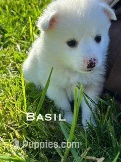 Basil – American Eskimo puppy for sale in Oakland, MD