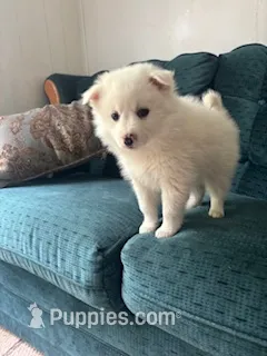 Basil – American Eskimo puppy for sale in Oakland, MD