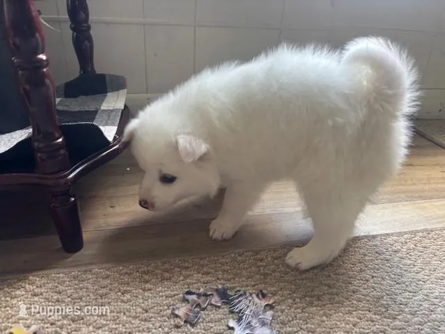 Basil – American Eskimo puppy for sale in Oakland, MD