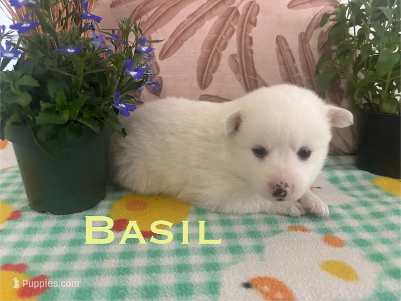 Basil – American Eskimo puppy for sale in Oakland, MD