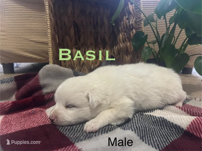Basil – American Eskimo puppy for sale in Oakland, MD