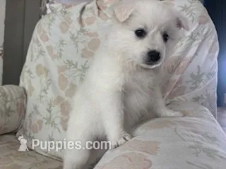 Kiah – American Eskimo puppy for sale in Oakland, MD