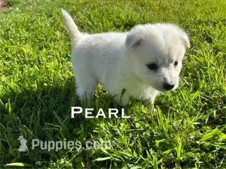 Pearl – American Eskimo puppy for sale in Oakland, MD
