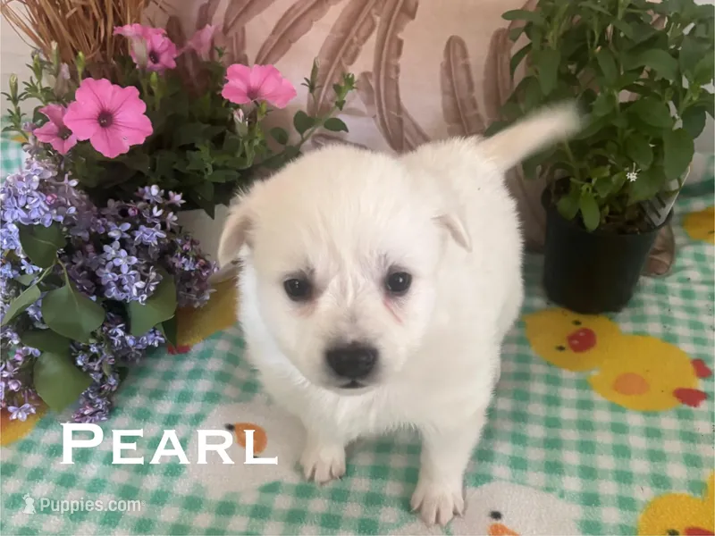 Pearl – American Eskimo puppy for sale in Oakland, MD