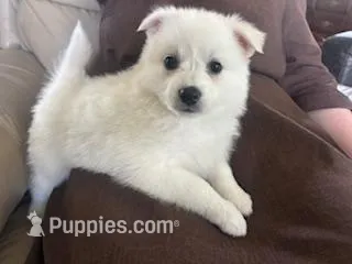 Pearl – American Eskimo puppy for sale in Oakland, MD