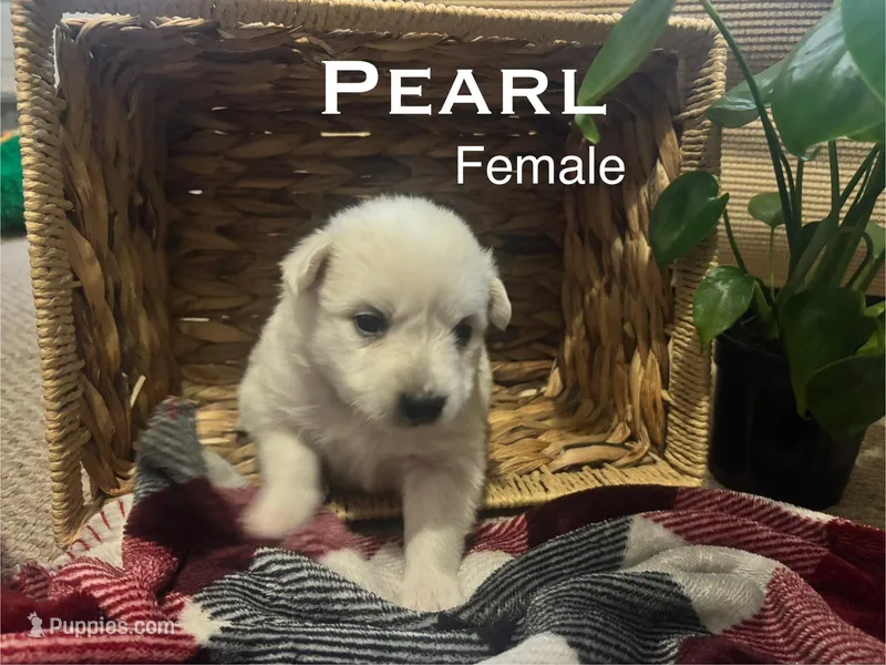 Pearl – American Eskimo puppy for sale in Oakland, MD