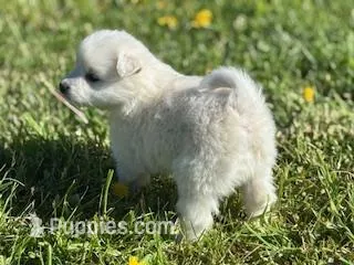 Kiah – American Eskimo puppy for sale in Oakland, MD