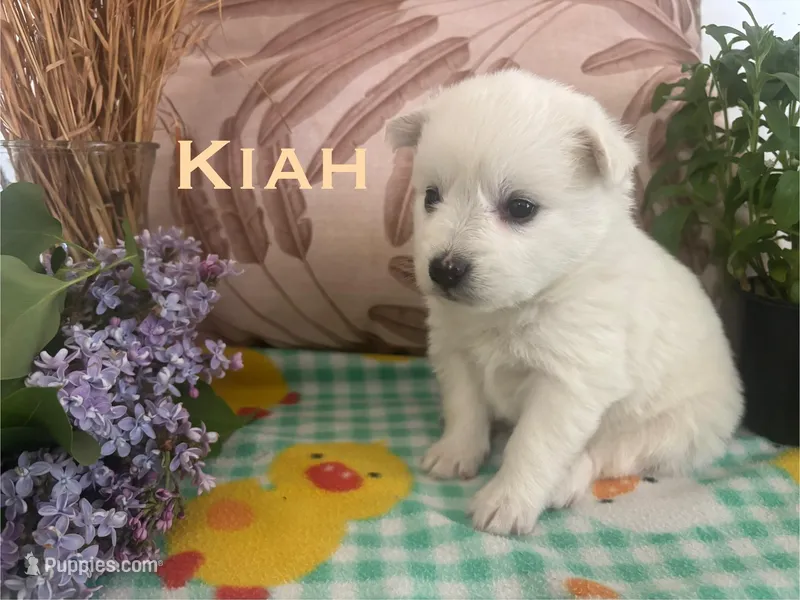 Kiah – American Eskimo puppy for sale in Oakland, MD
