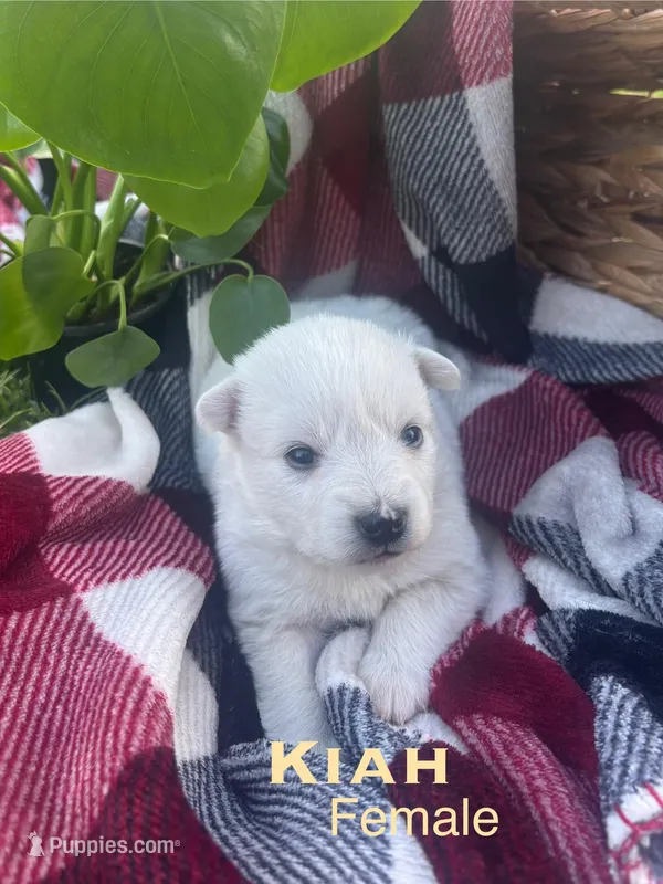 Kiah – American Eskimo puppy for sale in Oakland, MD