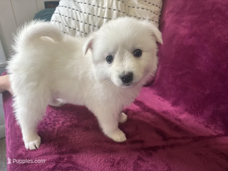 Kiah – American Eskimo puppy for sale in Oakland, MD
