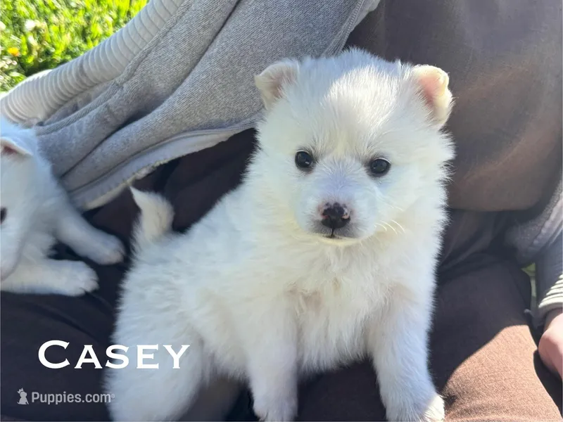 Casey – American Eskimo puppy for sale in Oakland, MD
