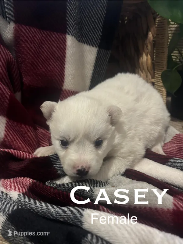 Casey – American Eskimo puppy for sale in Oakland, MD