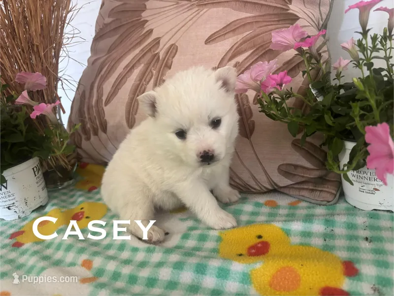 Casey – American Eskimo puppy for sale in Oakland, MD