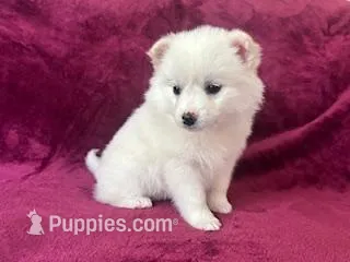 Casey – American Eskimo puppy for sale in Oakland, MD