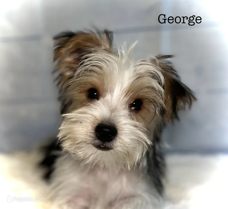 George – Yorkshire Terrier puppy for sale in Montgomery, MA