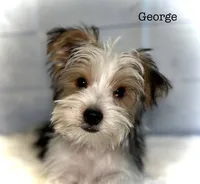 George, a male Yorkshire Terrier for sale in Montgomery, MA – 1 of 1