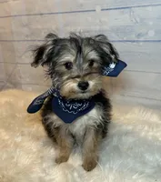 Cody, a male Yorkipoo for sale in Montgomery, MA – Photo 2 of 2