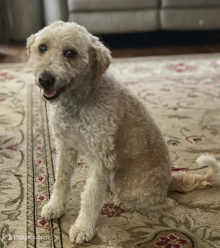 Frappe – Miniature Bernedoodle puppy for sale in Montgomery, MA