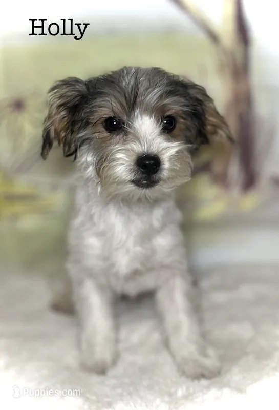 Holly – Yorkipoo puppy for sale in Montgomery, MA