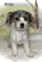 Holly, a female Yorkipoo for sale in Montgomery, MA – 1 of 1