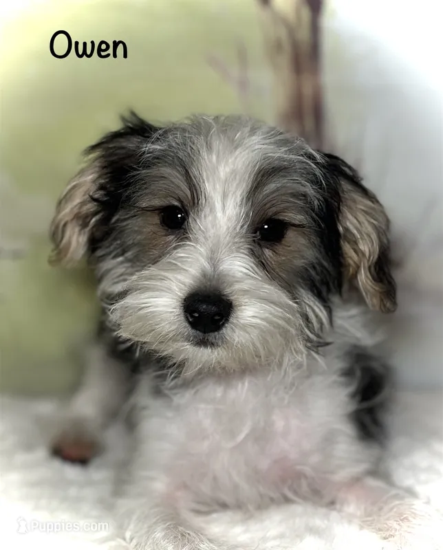 Owen – Yorkipoo puppy for sale in Montgomery, MA
