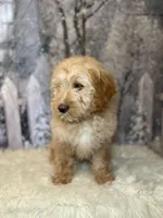 Davy, a male Lancashire Heeler and Labrador Retriever for sale in Montgomery, MA – Photo 2 of 2