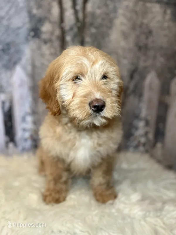 Davy – Lancashire Heeler, Labrador Retriever puppy for sale in Montgomery, MA