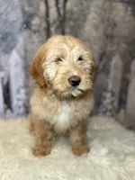 Davy, a male Lancashire Heeler and Labrador Retriever for sale in Montgomery, MA – Photo 1 of 2