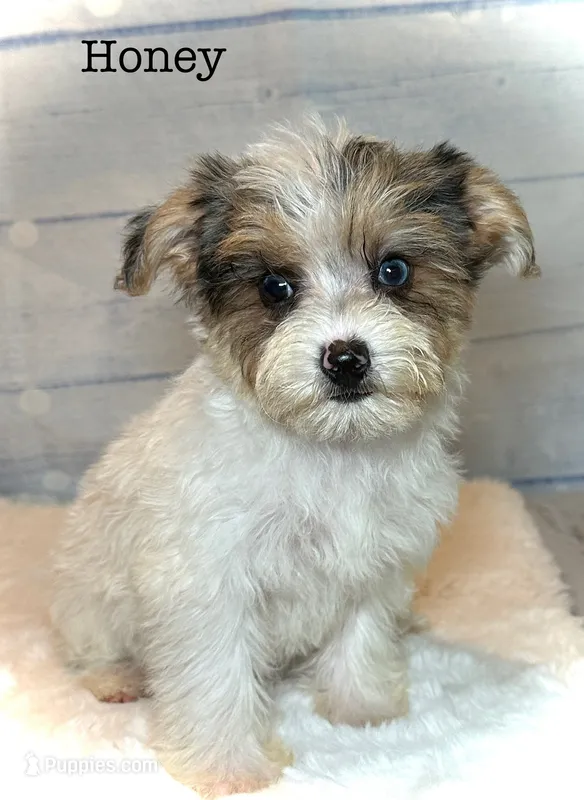 Honey – Yorkipoo puppy for sale in Montgomery, MA