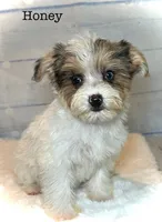 Honey, a female Yorkipoo for sale in Montgomery, MA – 1 of 1