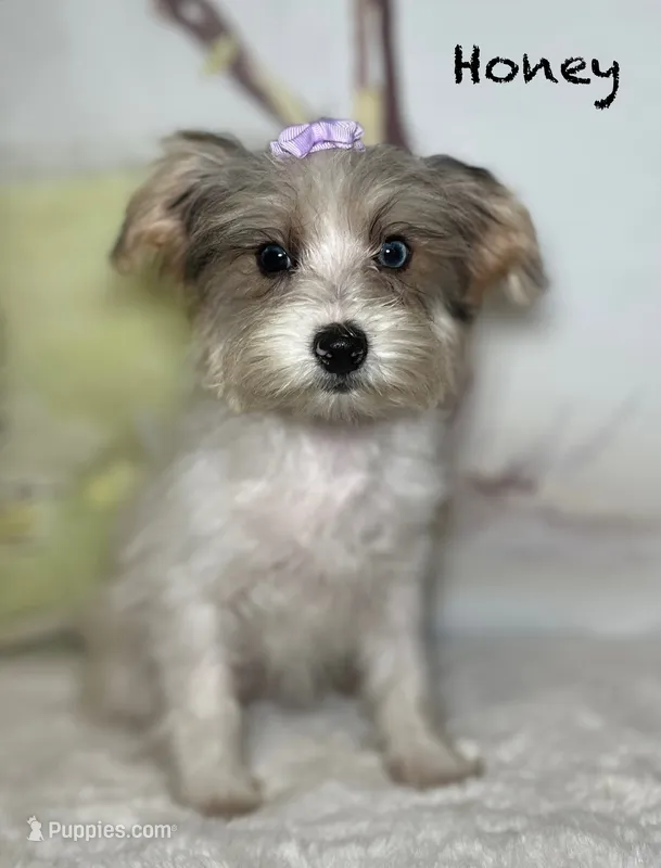 Honey – Yorkipoo puppy for sale in Montgomery, MA