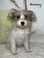 Honey, a female Yorkipoo for sale in Montgomery, MA – 1 of 1