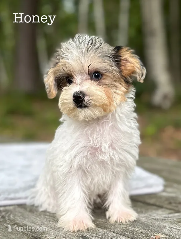 Honey – Yorkipoo puppy for sale in Montgomery, MA