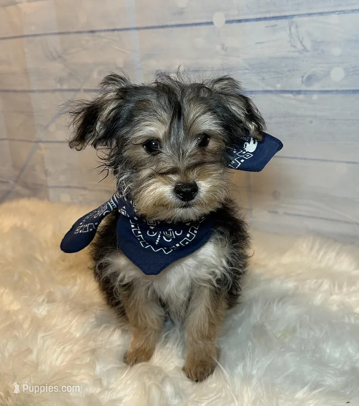 Cody, a male Yorkipoo for sale in Montgomery, MA – Photo 1 of 1